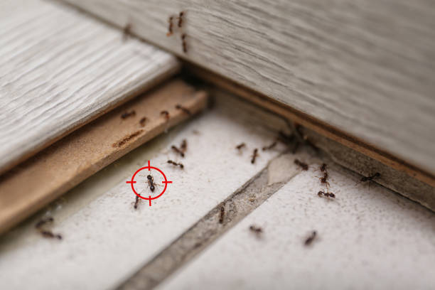Best Best Pest Control Companies  in Royal Oak, MI